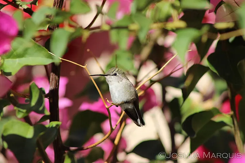 Guadalupe Canyon Wilderness Study Area, Hidalgo