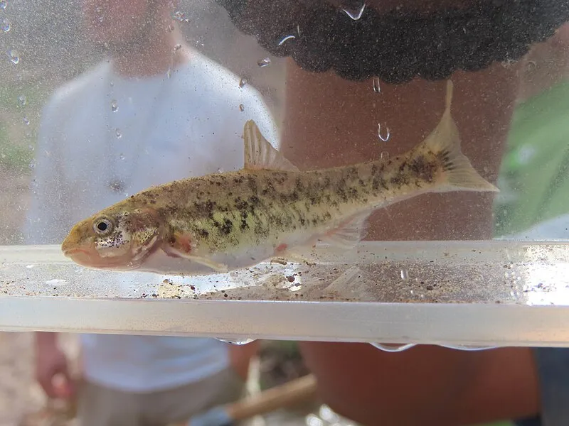 Turkey Creek Camp Sites, Graham