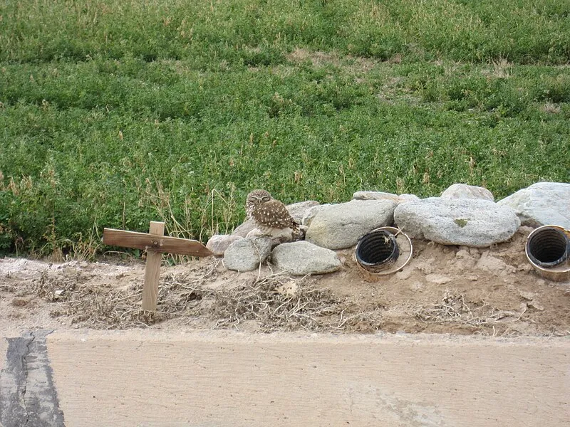 Oxbow Recreation and Wildlife Area, Imperial