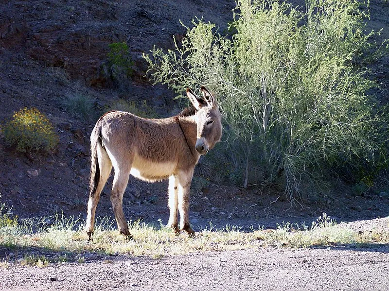 Echo Cove 1 Shoreline Campsite, Mohave