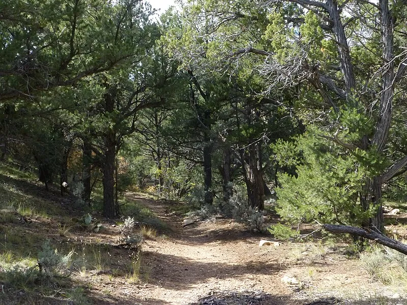 Indian Hollow Campground, Coconino
