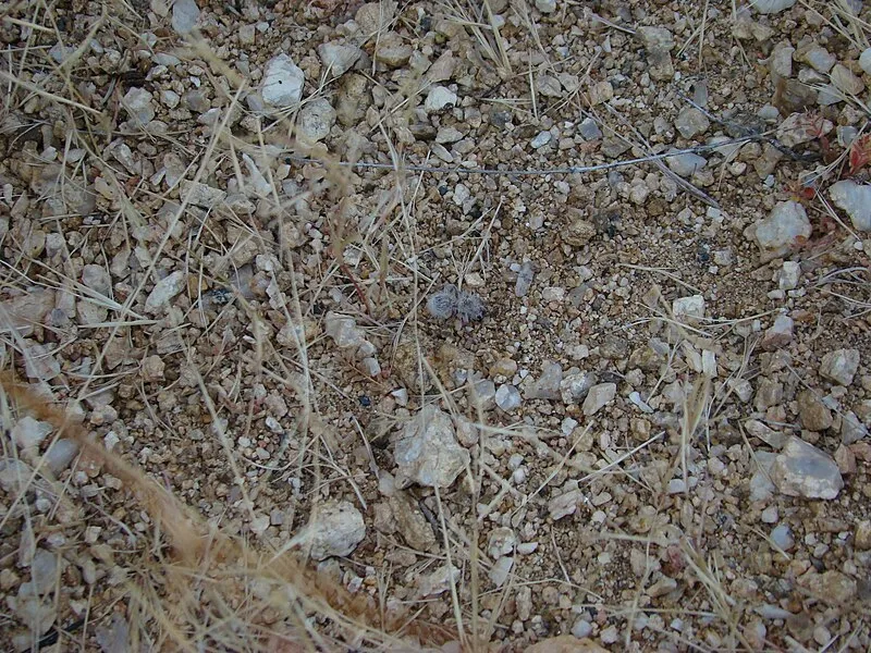 Douglas Spring Campground, Pima