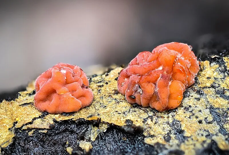 Terry Flat Trail, Apache