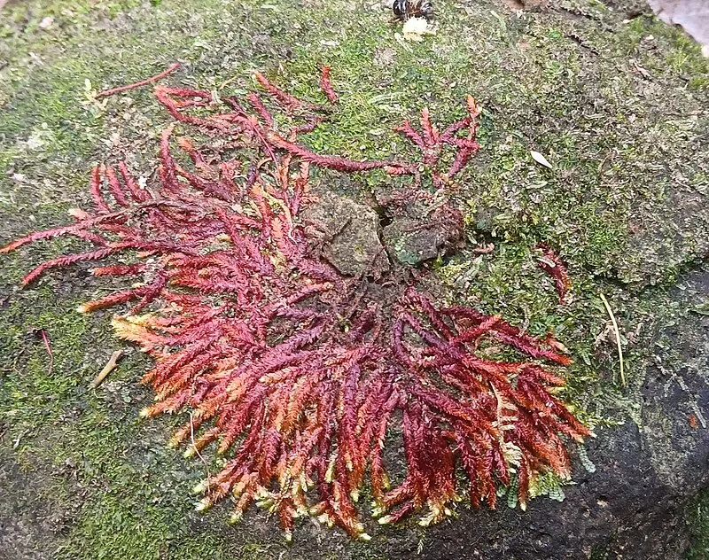 Oahu Forest National Wildlife Refuge (NE, 0mi), Honolulu