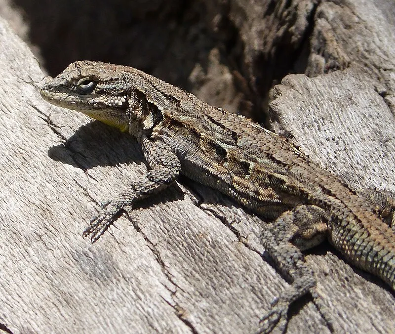 Agua Caliente Spring, Santa Cruz