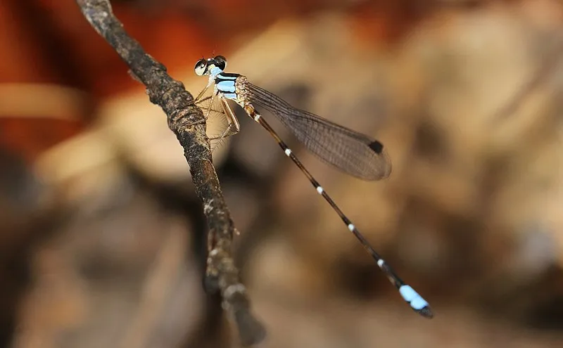 Warm Spring, Greenlee