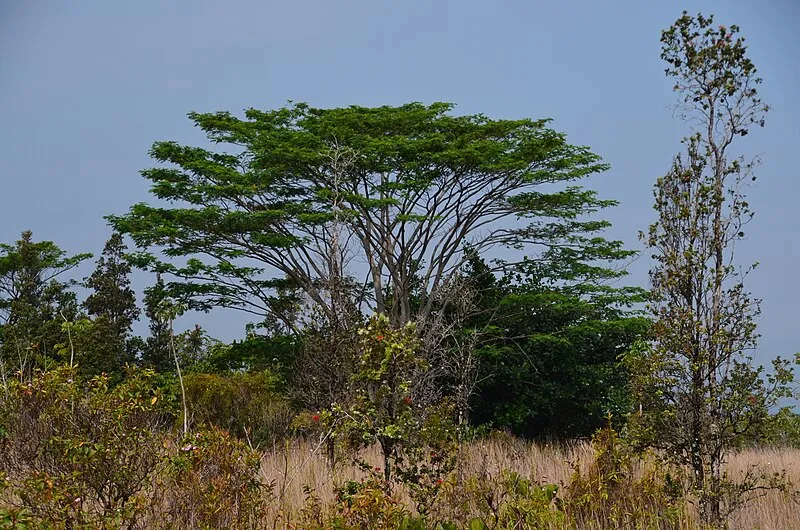 Akins Spring, Hawaii