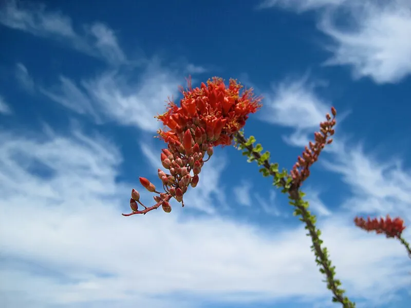 Fish Creek Vista, Maricopa