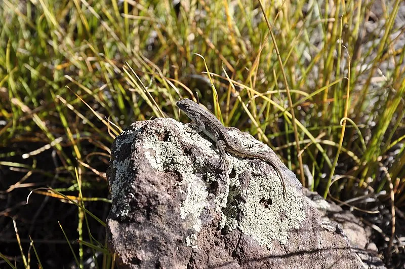 Lower Lake Mary Picnic Area, Coconino