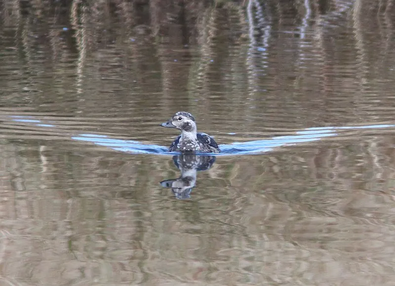 Red Rock, Santa Cruz