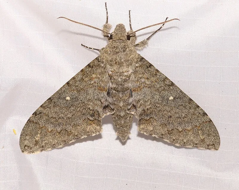 Lower Thumb Rock, Santa Cruz