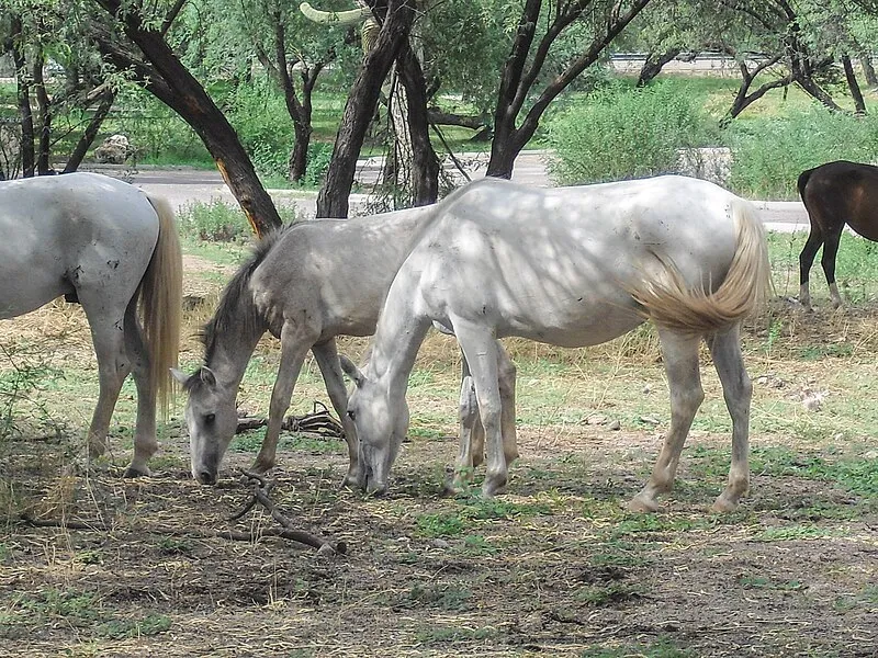 Butcher Jones Picnic, Maricopa