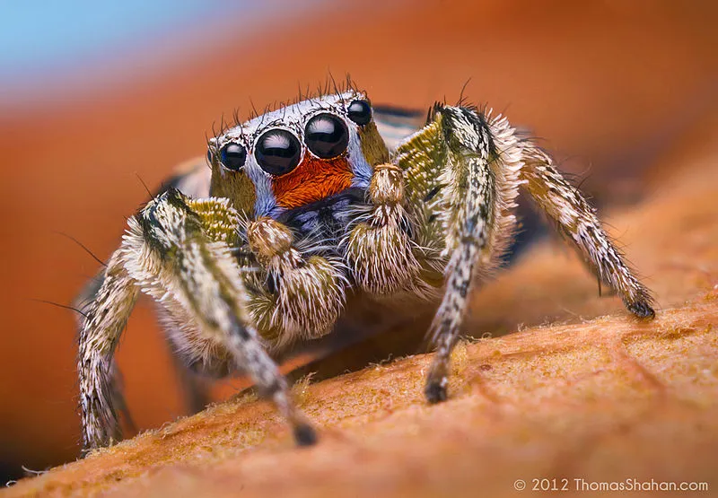 F.l. Whipple Observatory Visitor Center, Santa Cruz