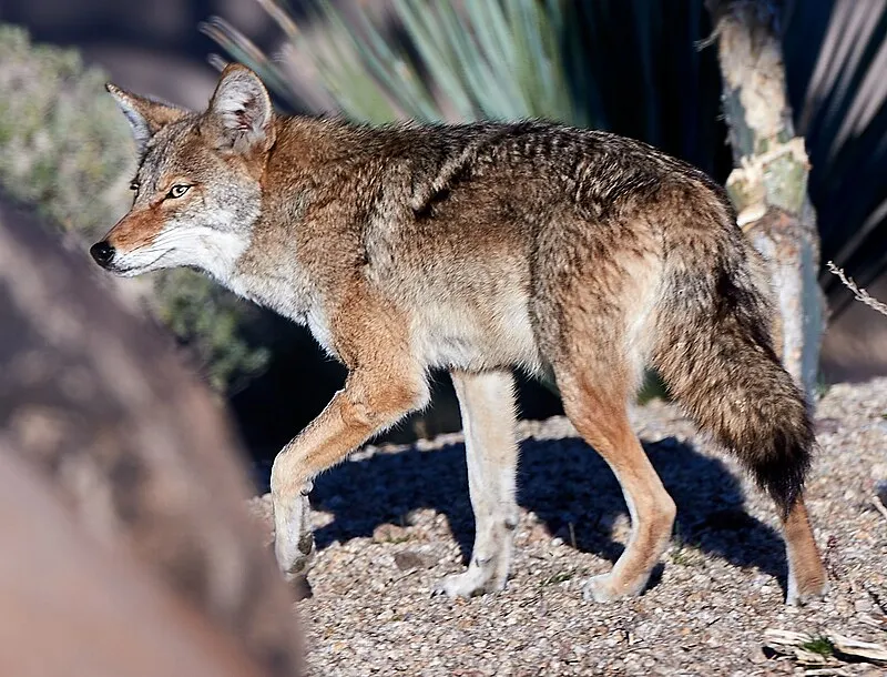 Desert Vista Ohv Area (E, 1mi), Maricopa