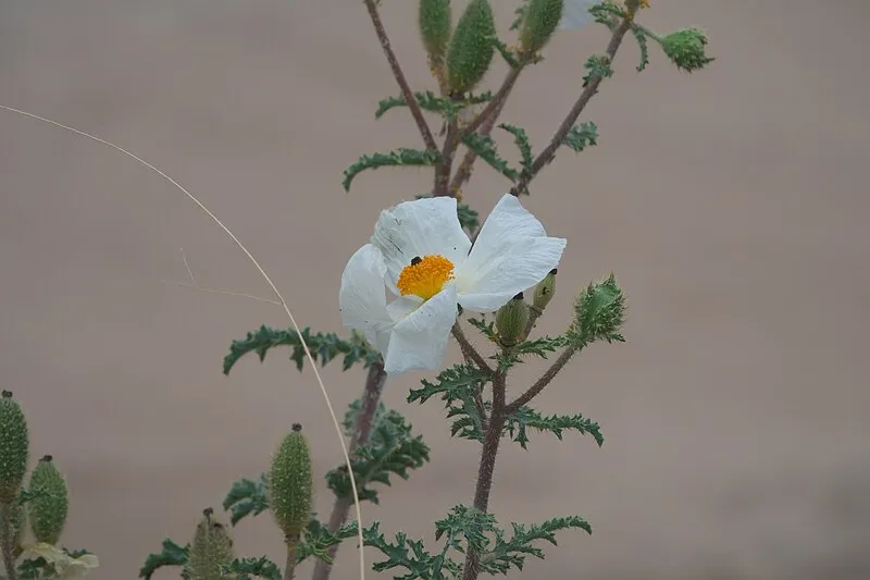 Rockfellow Interpretive Site, Cochise