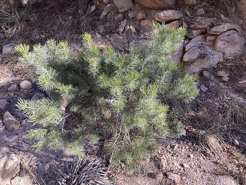 Council Rocks Interpretive Trail, Cochise