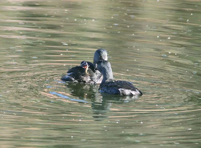 Upper Thumb Rock, Santa Cruz