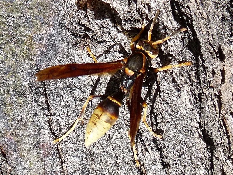 Lizard Rock Group, Pima
