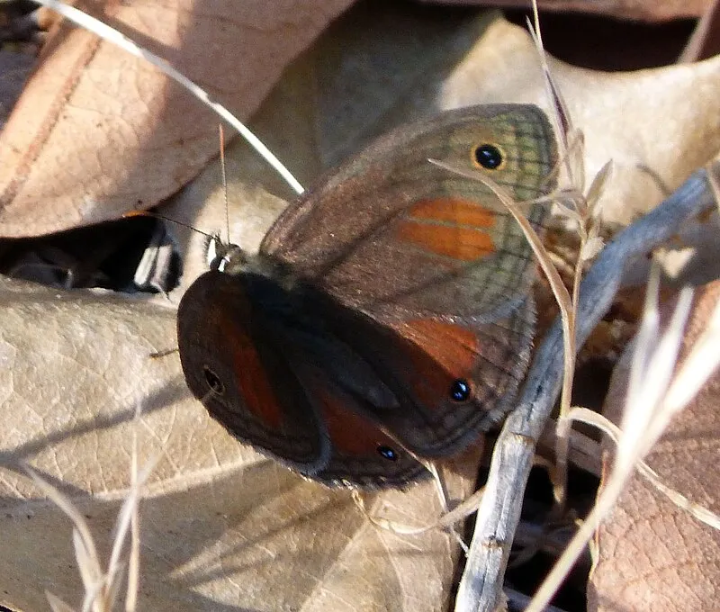 Bog Springs Th Trailhead, Pima