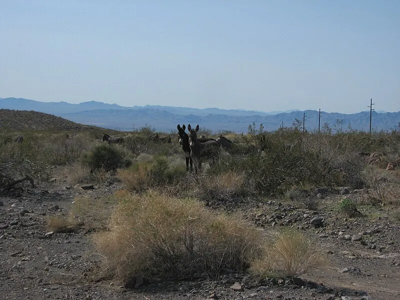 Mohave Milltown Th East Nm, Mohave