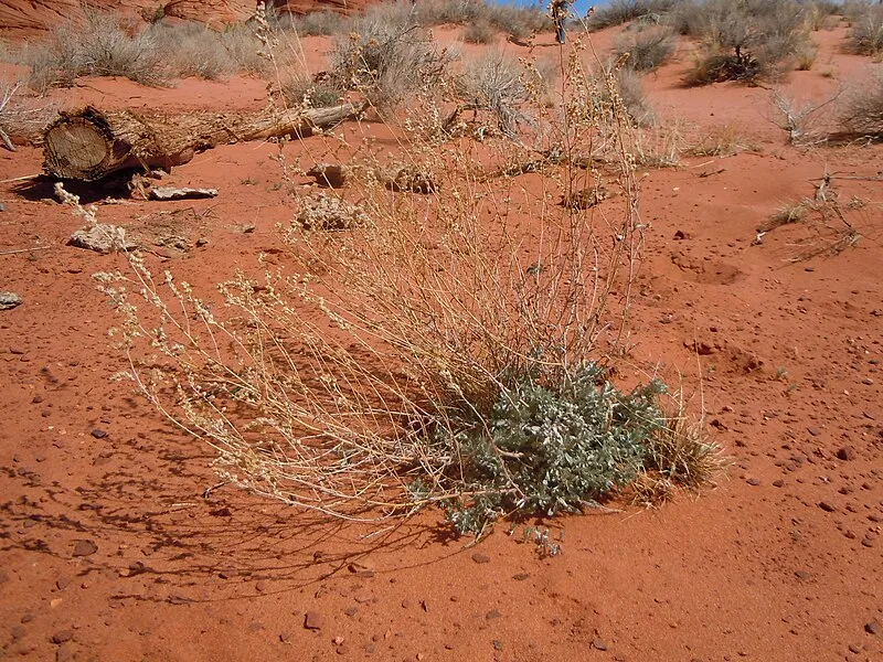 Lone Tree Trailhead, Coconino