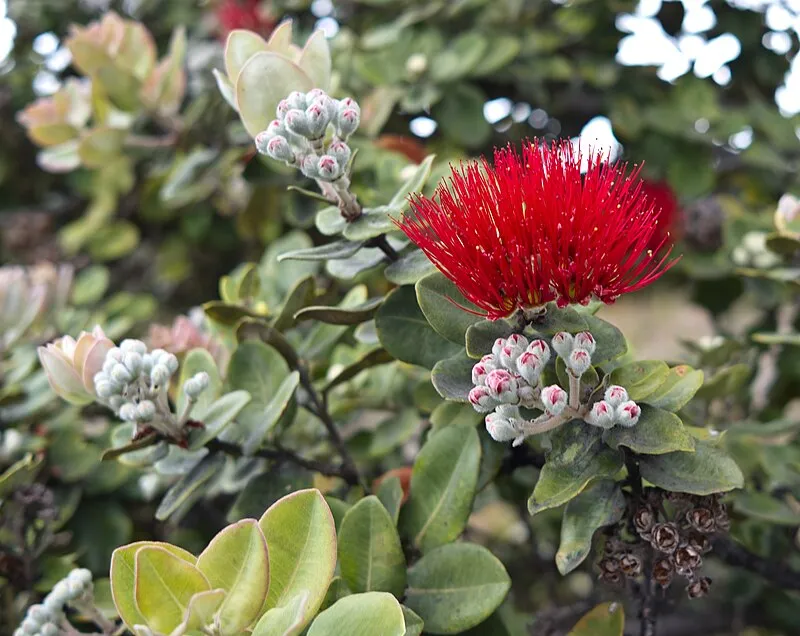 Picnic Area (E, 26mi), Hawaii