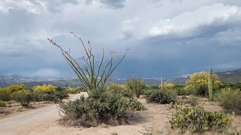 Mica View Picnic Area, Saguaro National Park