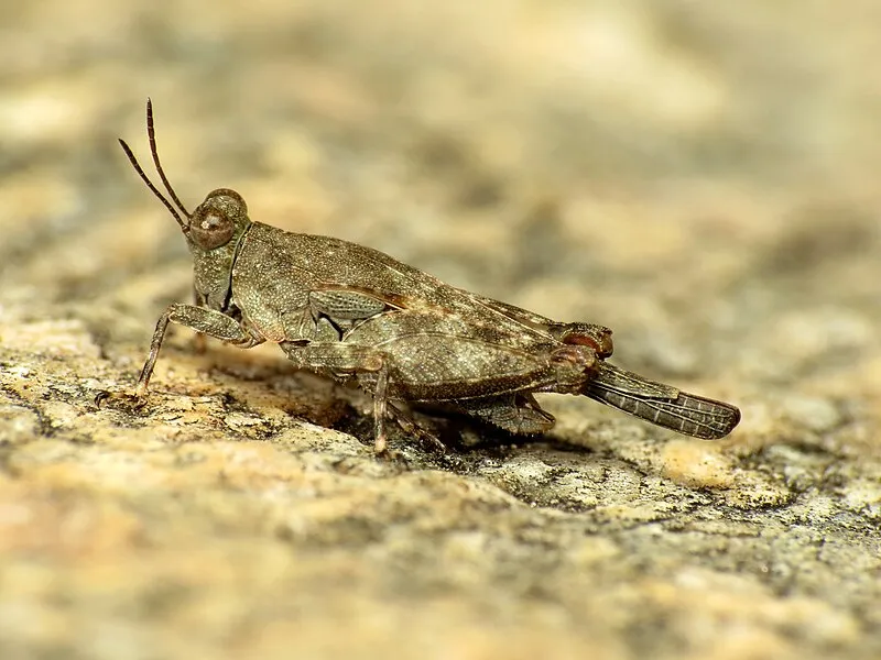 Lower Sabino East Dam, Single Family Picnic, Saguaro National Park