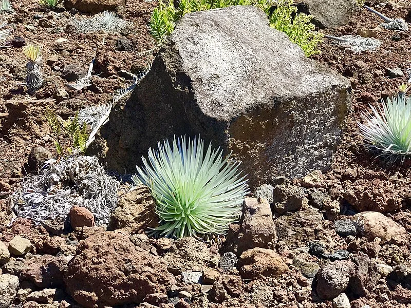 Headquarters Pull-off, Haleakalā National Park