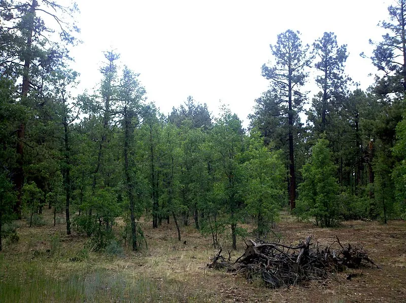 Alchesay-williams Creek National Fish Hatchery Complex, Navajo