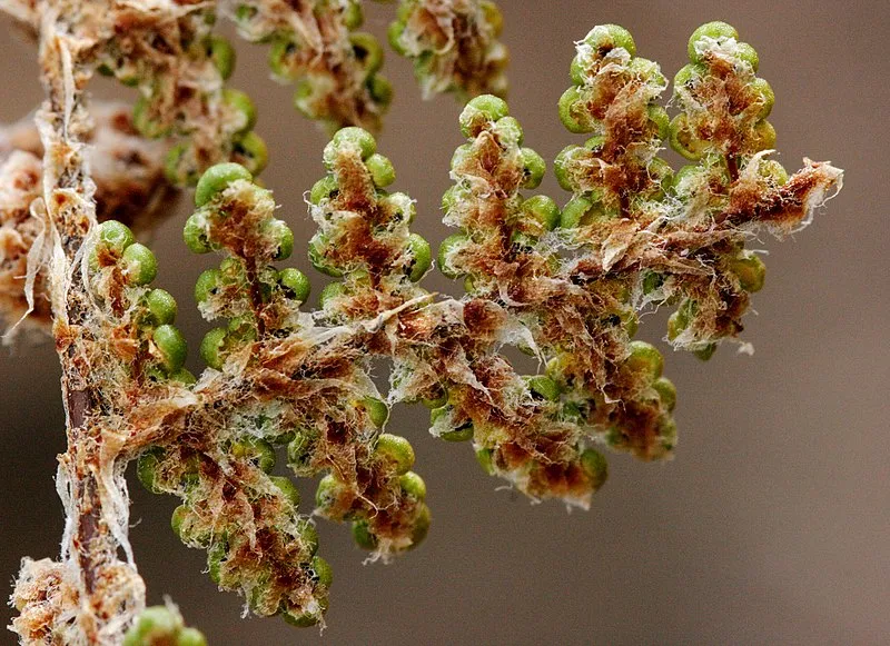 Black Jack (#568) Trailhead, Greenlee