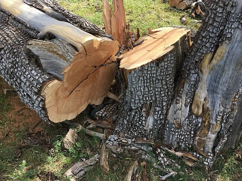 Verde River Trail, Gila