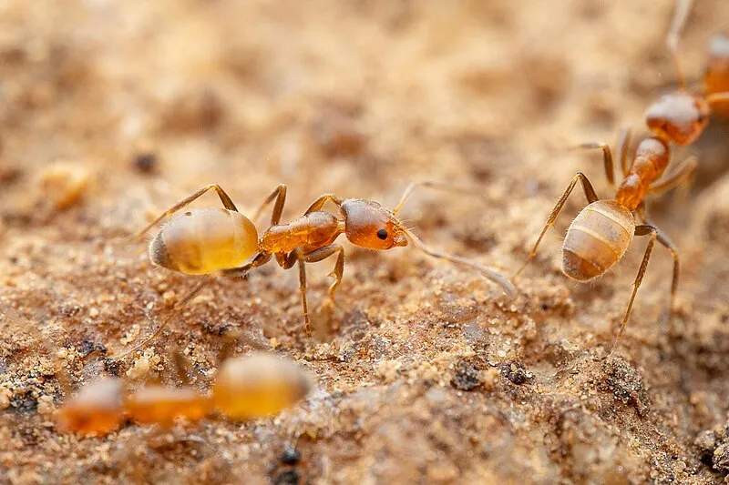 Davenport Trail, Maricopa