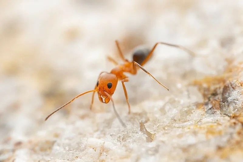 Sears Trail, Maricopa