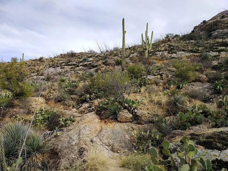 Loma Alta Trailhead, Saguaro National Park