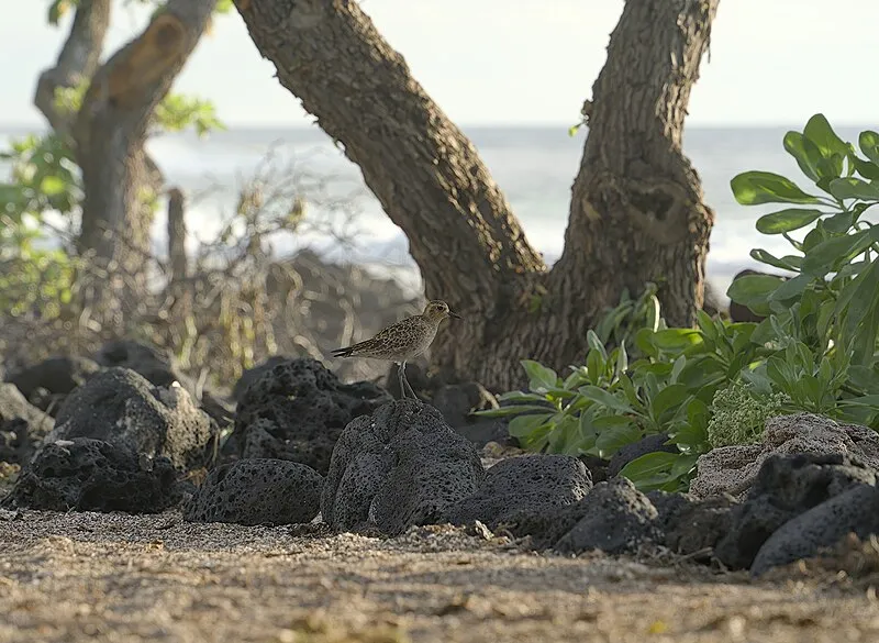 Kaloko Fishpond, Kaloko-honokōhau NHP