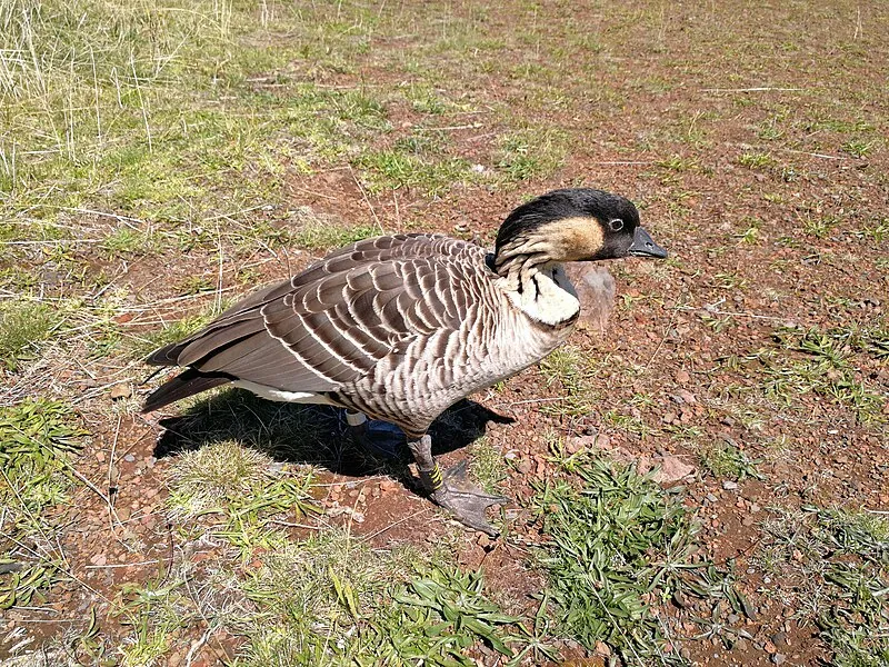 Leleiwi Overlook, Haleakalā National Park