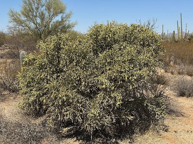 Cactus Wren Trail, Access Point 3, Saguaro National Park