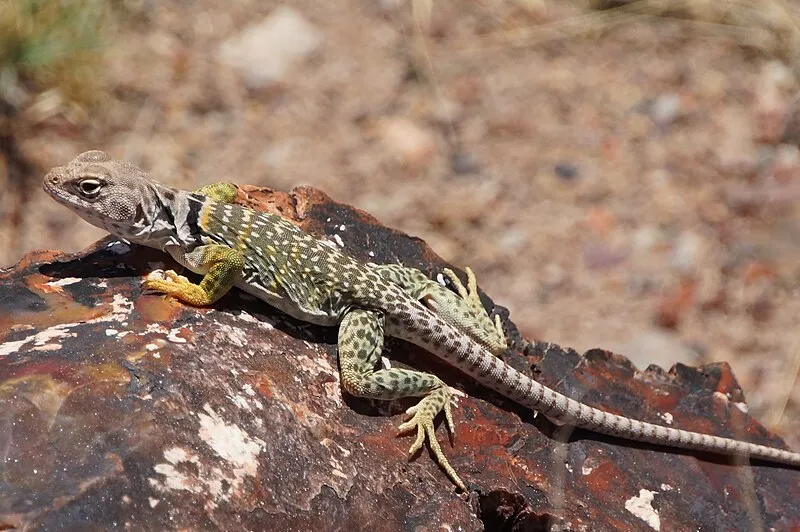 Giant Logs Trail Stop #11, Petrified Forest National Park