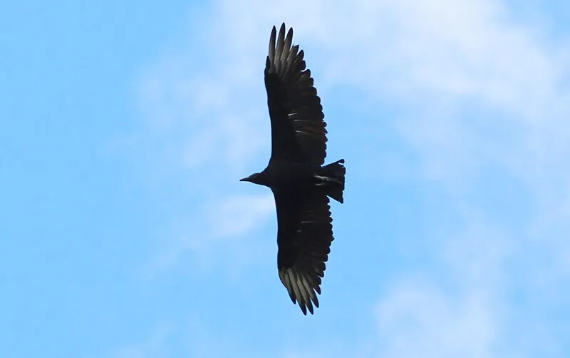 Recorrido Autoguiado - Terreno de la Fiesta, Tumacácori NHP