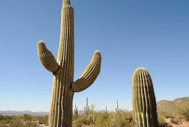 Signs of Life, Self-guided Tour Stop 12, Saguaro National Park