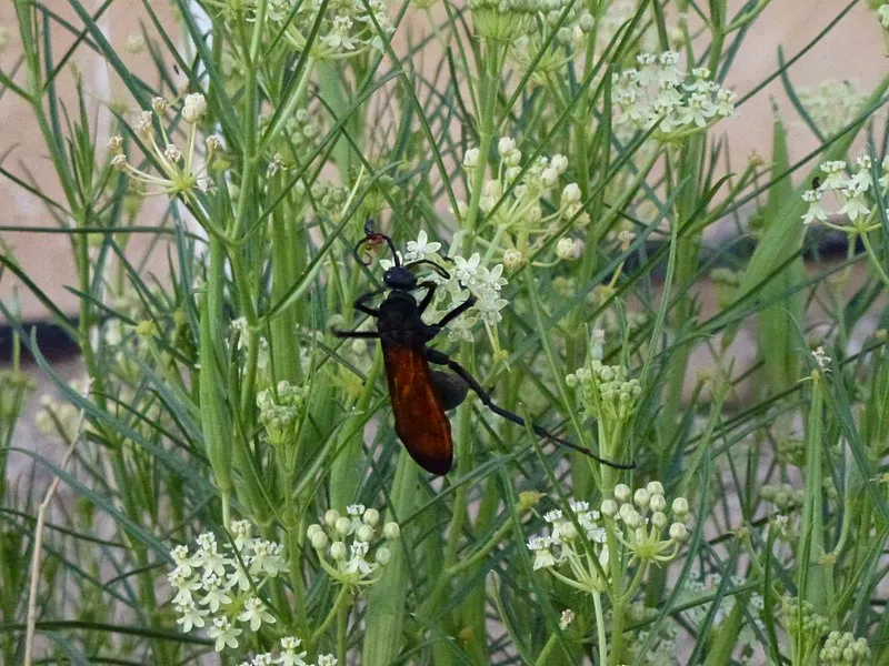 Arizona: Peach Springs Trading Post, Mohave