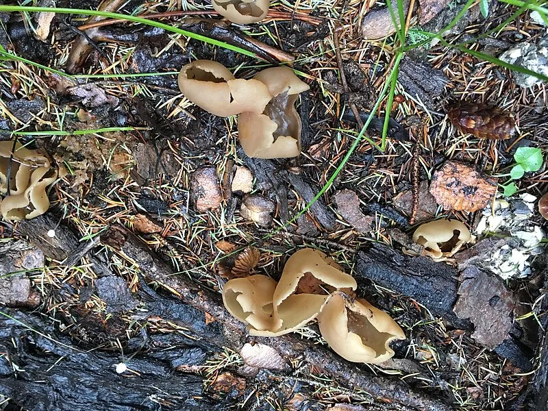 White Mtn Reservoir Nw Parking Info Site/fee Station, Apache