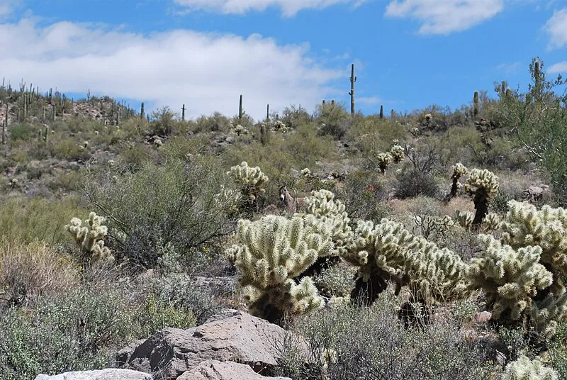 Castle Creek Trailhead, Yavapai
