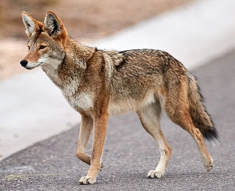 Desert Vista Ohv Area (W, 1mi), Maricopa