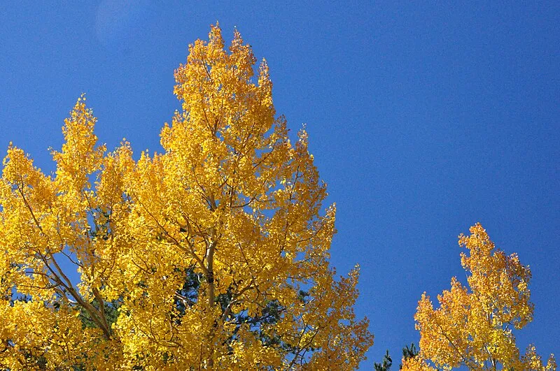 Kendrick Mountain Wilderness, Coconino