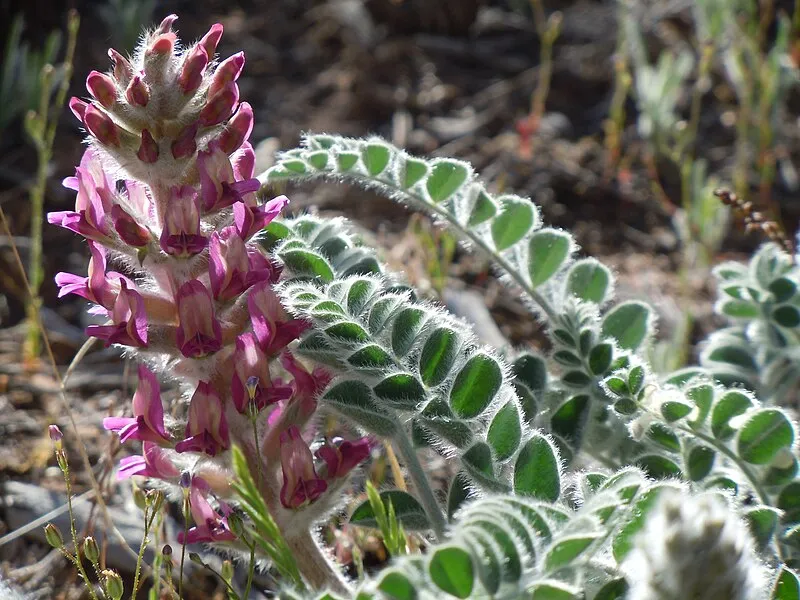 Grand Canyon National Park, AZ