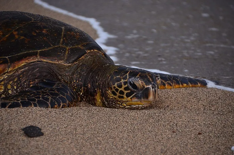 Kaloko-honokōhau National Historical Park, HI