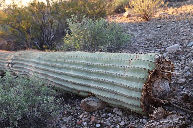 Desert View Nature Trail, Organ Pipe Cactus NM
