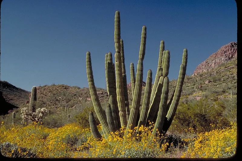 Organ Pipe Cactus National Monument, AZ